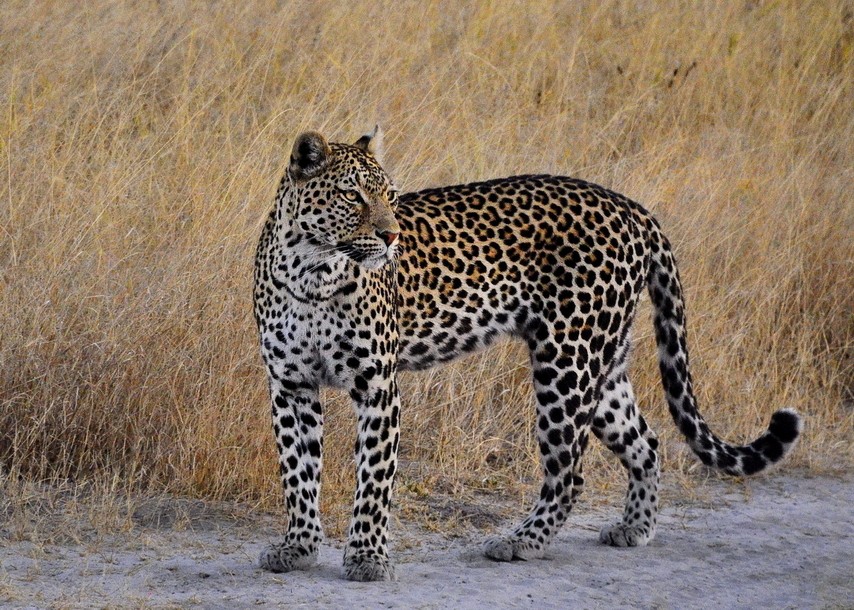 HONOUR....Image of the Month.....Elsbeth Twyman